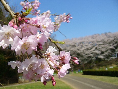 茨城県自然博物館の桜