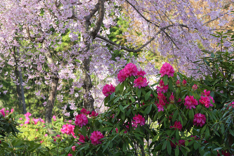 山口県防府市宇佐八幡宮の枝垂れ桜と石楠花