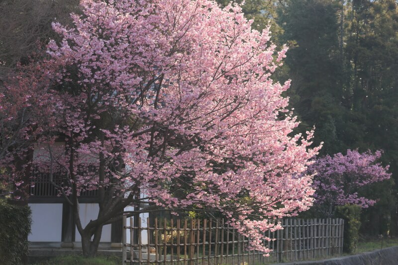東光寺の陽光桜 | 山口県萩市