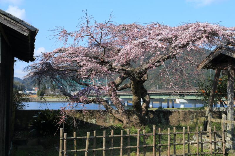 平安古の枝垂れ桜 | 山口県萩市