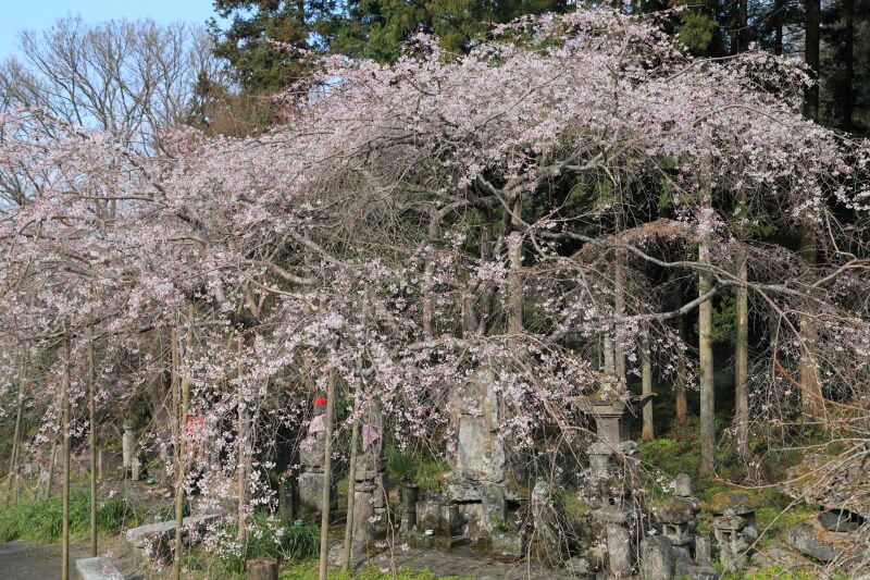 南明寺の糸桜 | 山口県萩市