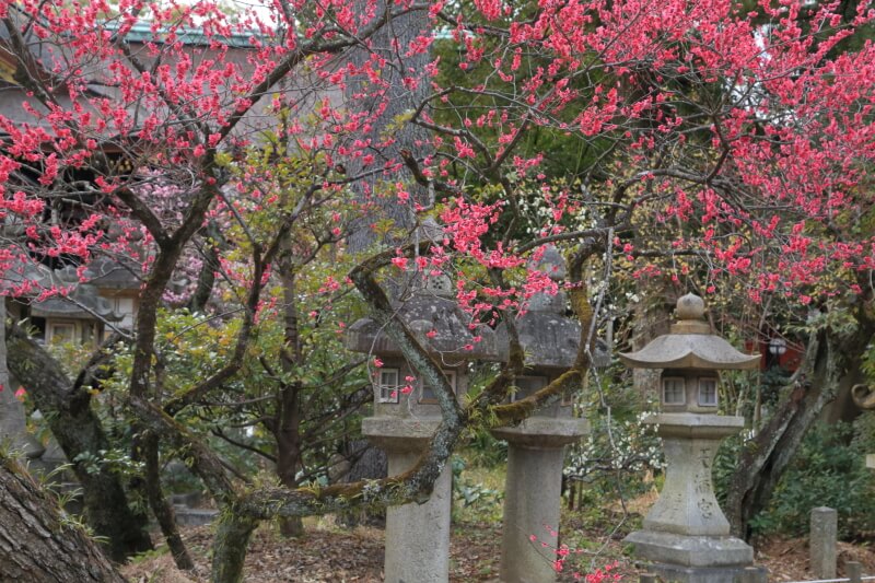 京都　北野天満宮の梅