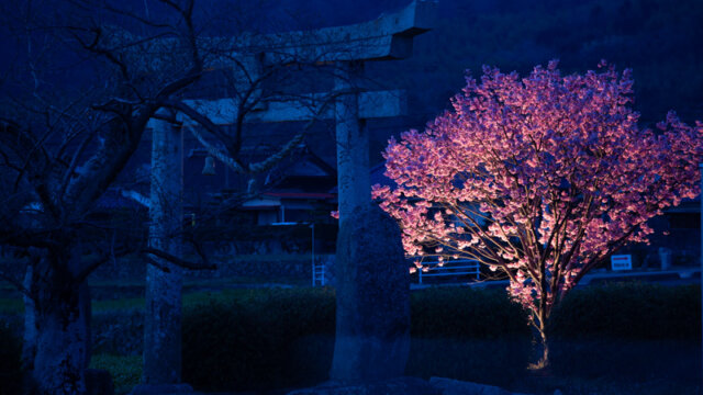 防府市の桜 | 春日神社のハート桜