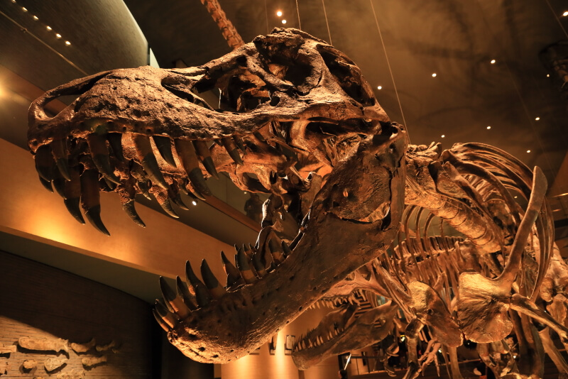 いのちのたび博物館 | ティラノサウルスの骨格標本