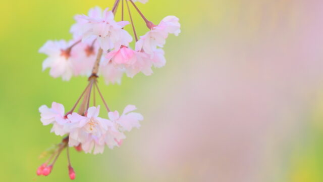 「枝垂桜」菜の花と桜の淡いパステルカラーをバックに
