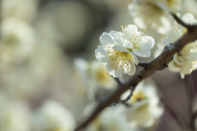 EOS R6 レビューブログ用 | 冠山総合公園梅の里白梅のマクロ撮影