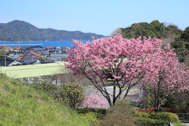 みすゞ公園の陽光桜