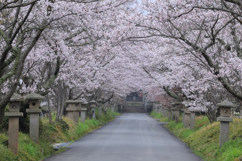 鰐鳴八幡宮の桜のトンネル