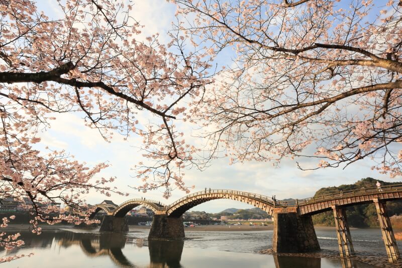 錦帯橋と桜