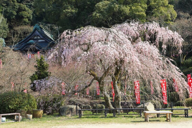 般若寺の枝垂れ桜