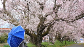 徳佐八幡宮の桜並木