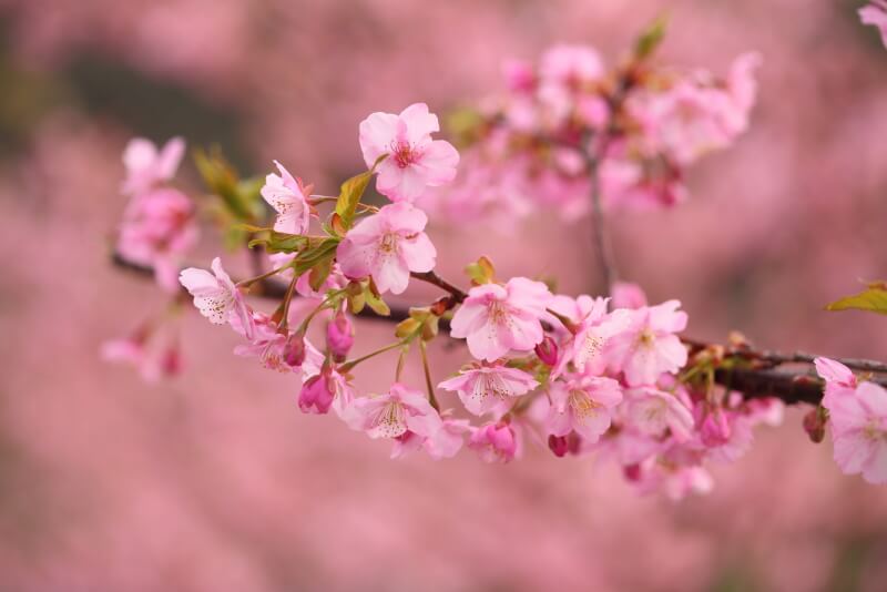 河津桜のマクロ拡大写真