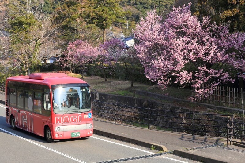 東光寺の陽光桜