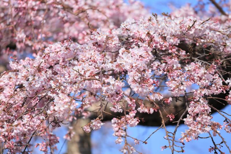 平安古の枝垂れ桜