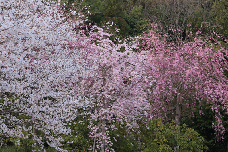 防府市の桜 | 宇佐八幡宮の枝垂れ桜