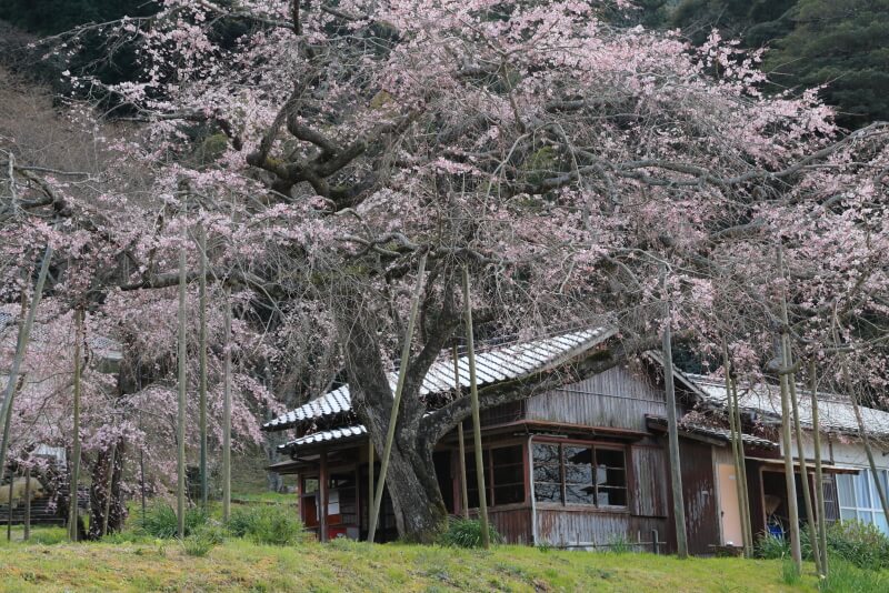 南明寺の桜