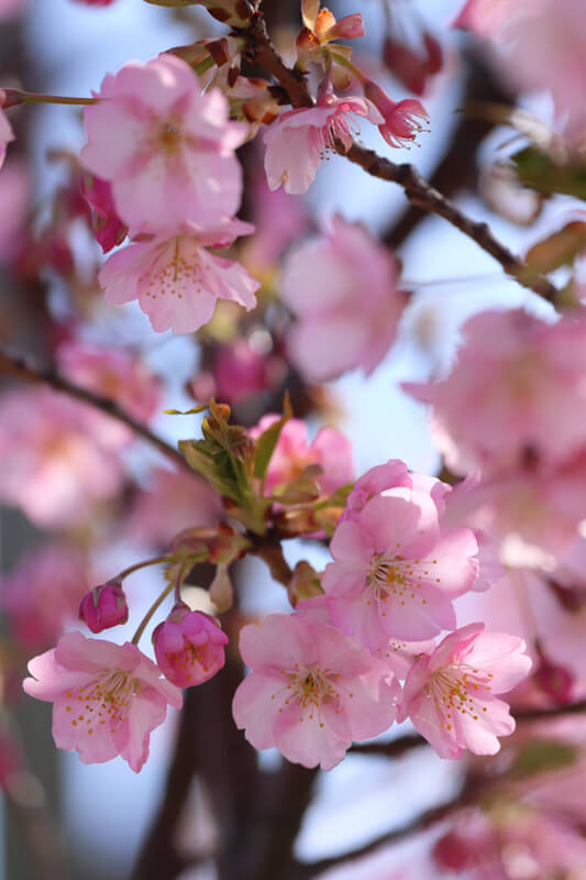 山口県の河津桜 | 防府市・海が見える「花の園」（新築地緑地）