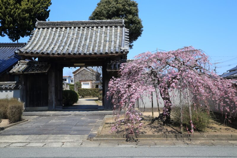 広雲寺の枝垂れ桜
