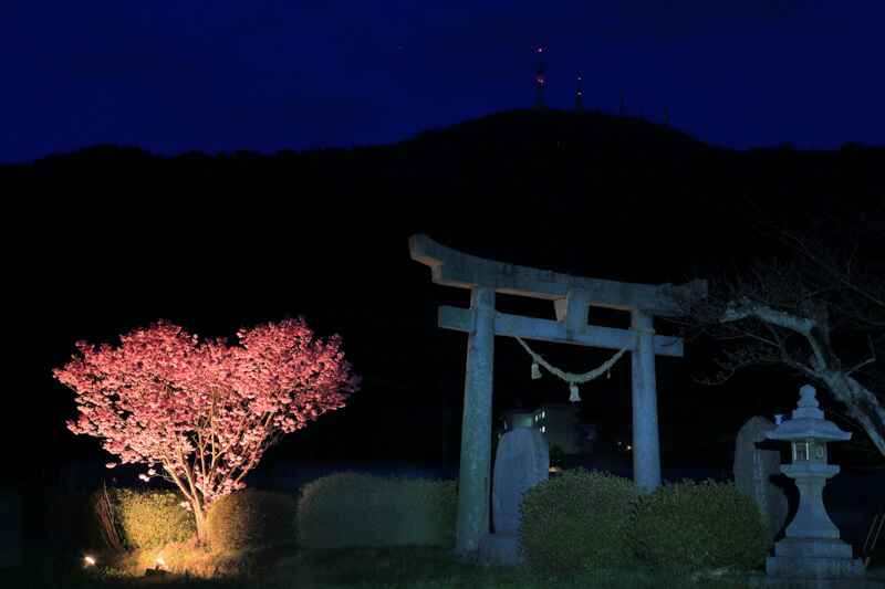 防府市の桜 | 春日神社のハート桜