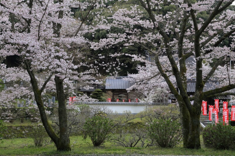 常安寺の桜
