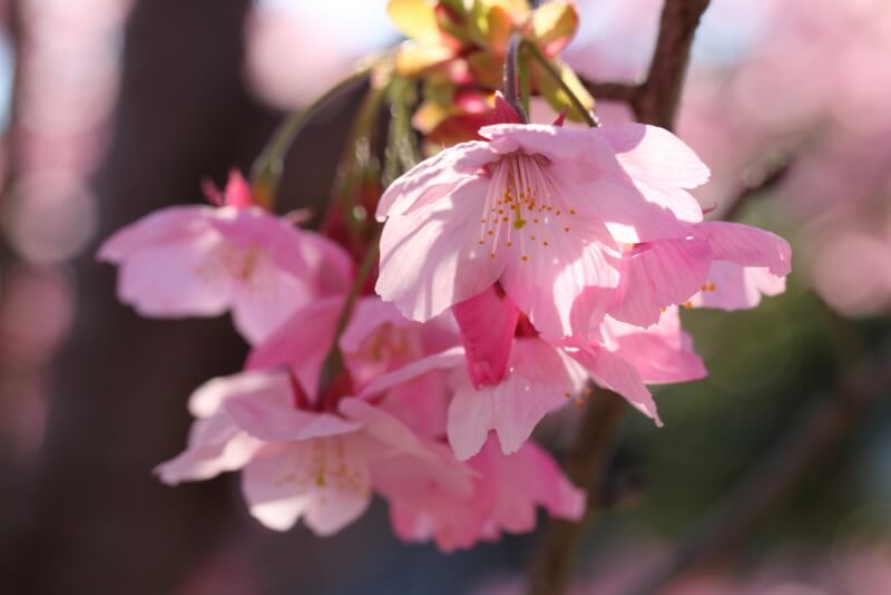東川の桜マクロ