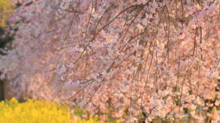 下松スポーツ公園の枝垂れ桜