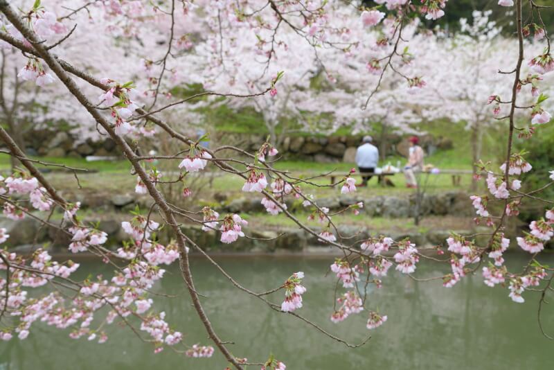 奥湯野「桜郷」の桜
