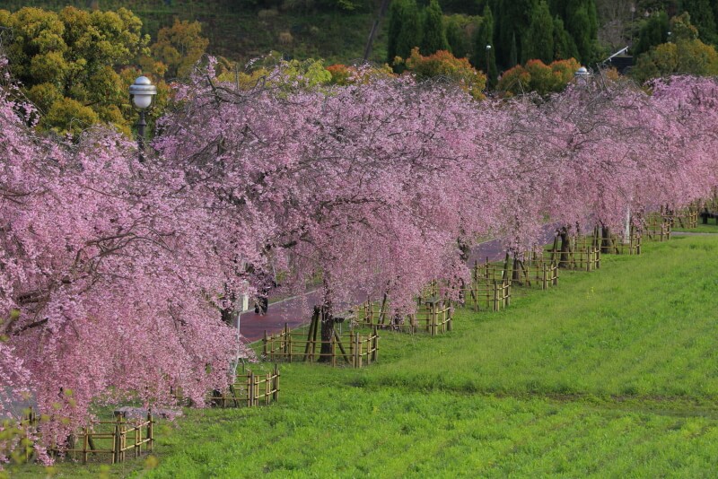 下松スポーツ公園の枝垂れ桜