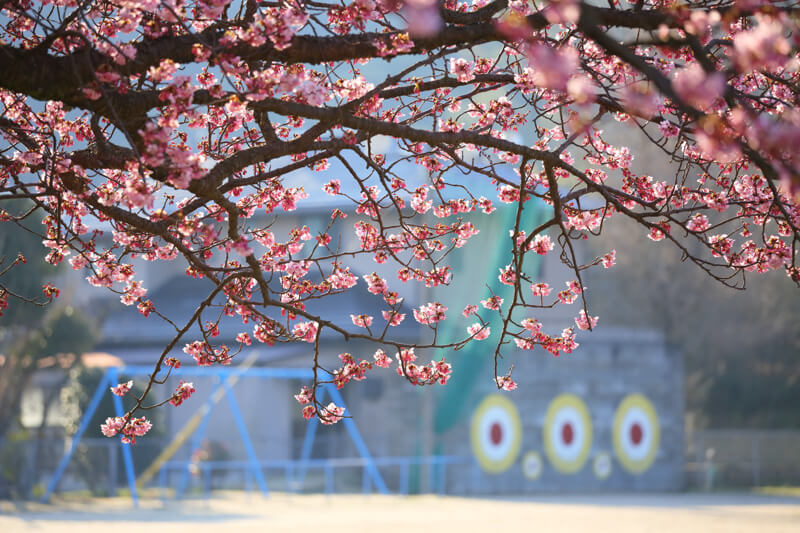 防府市の桜 | 向島小学校の蓬莱