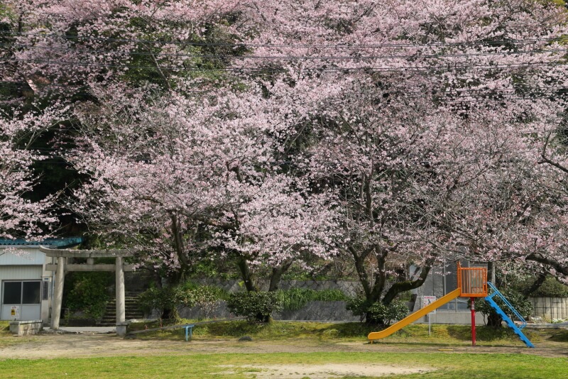 光市柿林神社の桜
