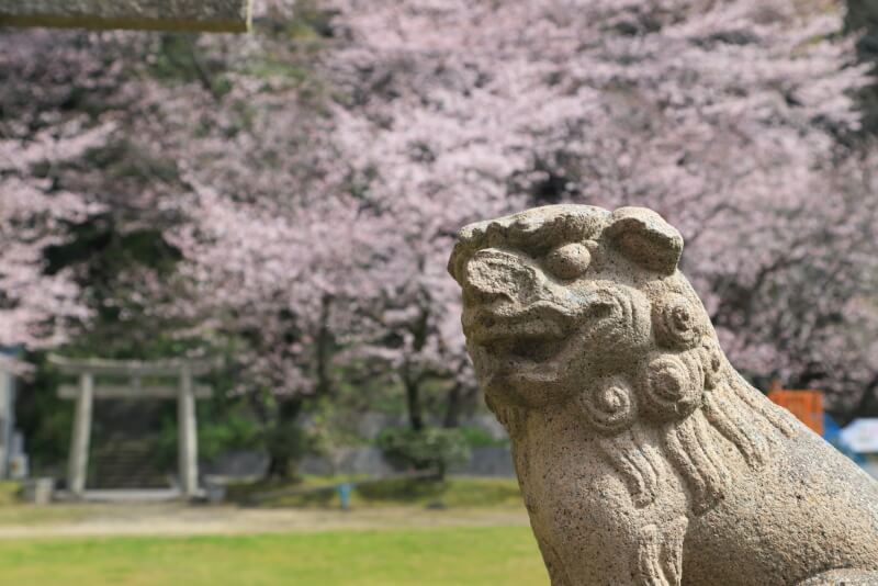 光市柿林神社の桜
