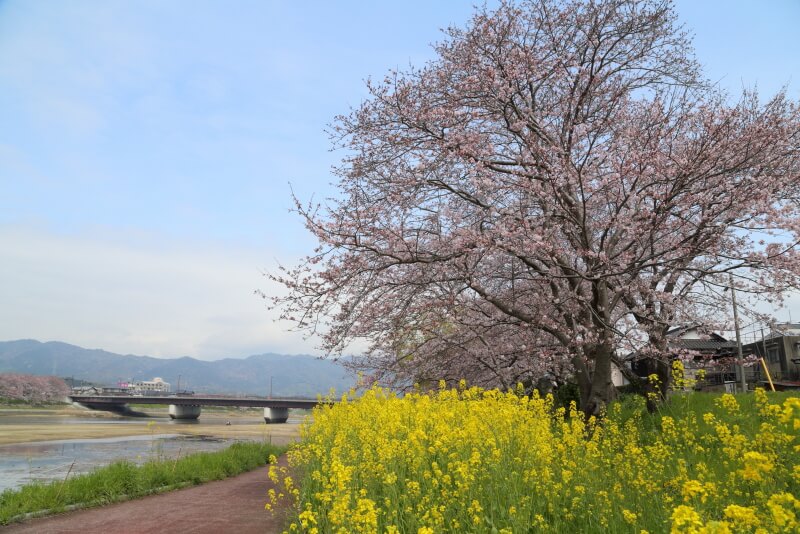 光市の桜 | 島田川河川公園