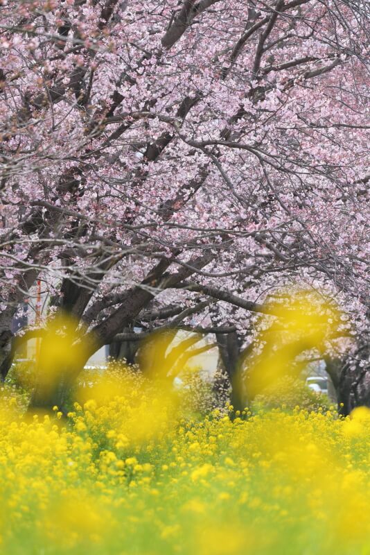 島田川河川公園の桜と菜の花