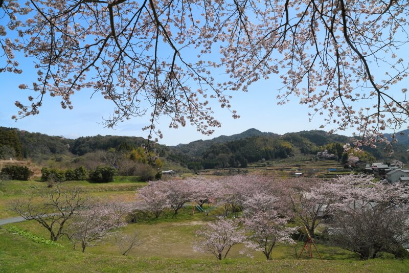 降松神社の桜