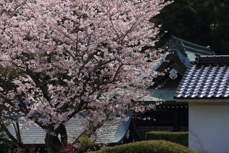 辰尾神社の桜