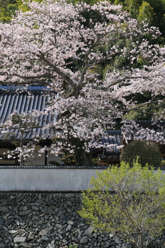 保安寺の桜