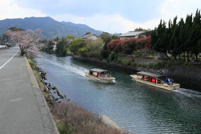 萩八景遊覧船と桜