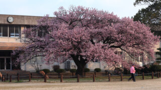 防府市の桜 | 向島小学校の蓬莱