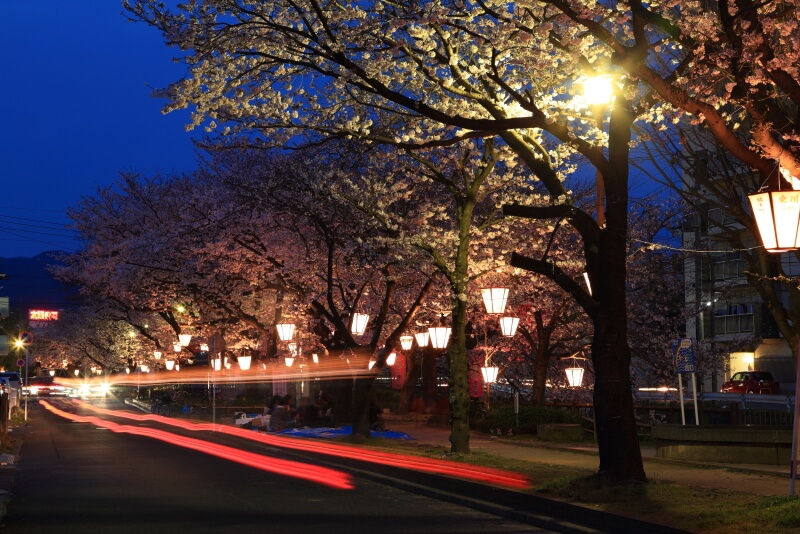 東川の夜桜