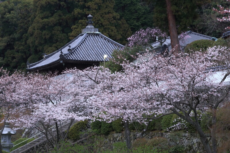 興元寺の桜