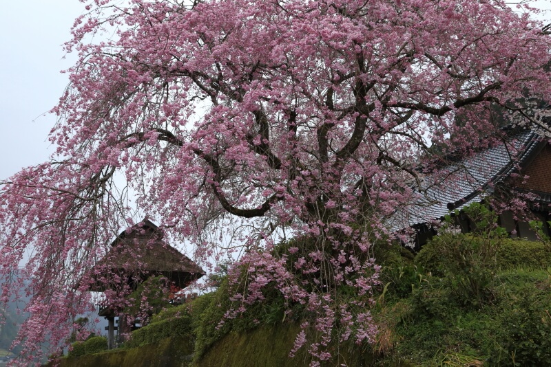 岩国桜 | 深龍寺のしだれ桜