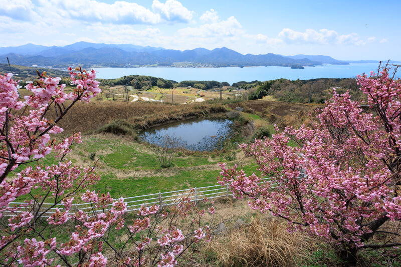 陽光桜と溜池 | 山口県長門市