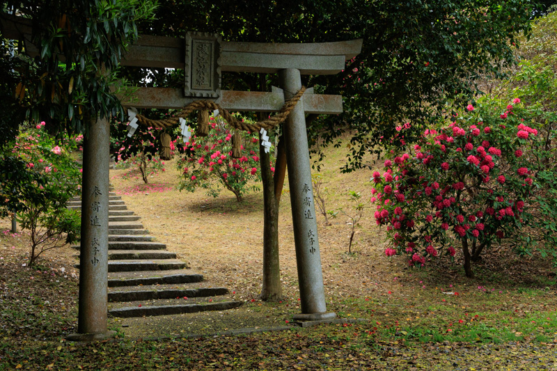 光市浅江神社のシャクナゲ苑
