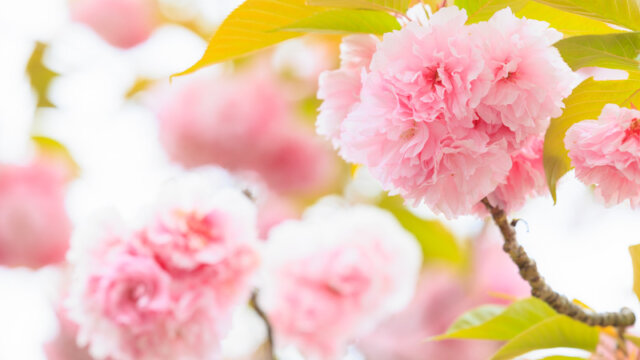 光市浅江神社の八重桜