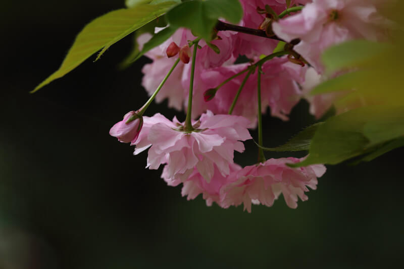 山口市の桜 | 岩屋山地蔵院の八重桜