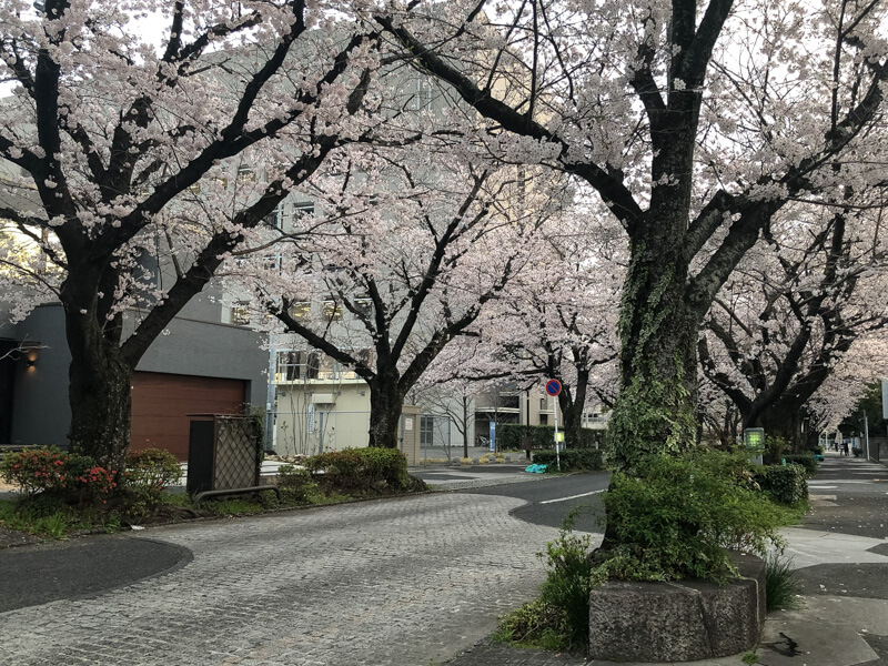 周南市の桜 | 緑と文化のプロムナード