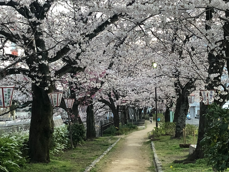 周南市の桜 | 東川