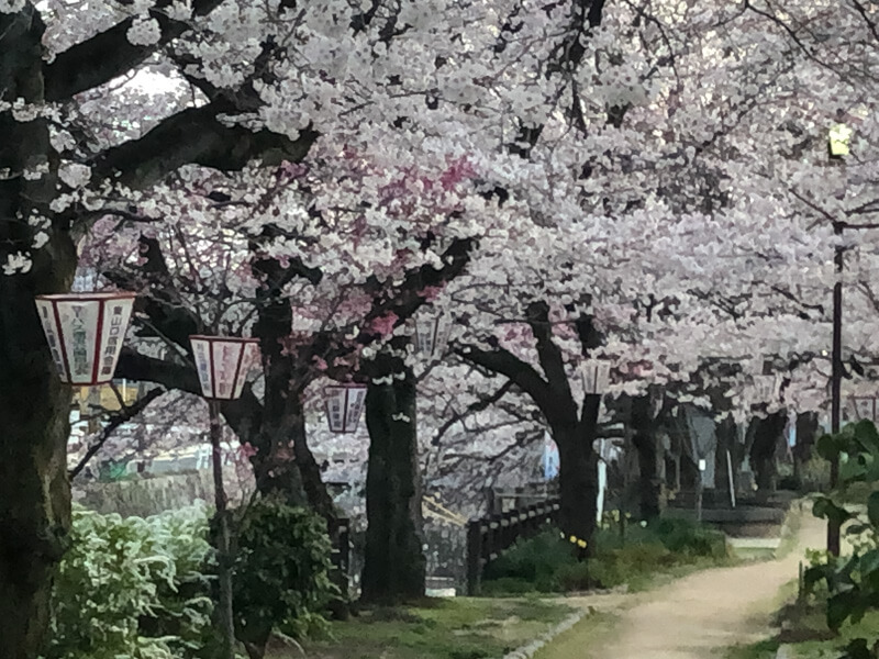 周南市の桜 | 東川