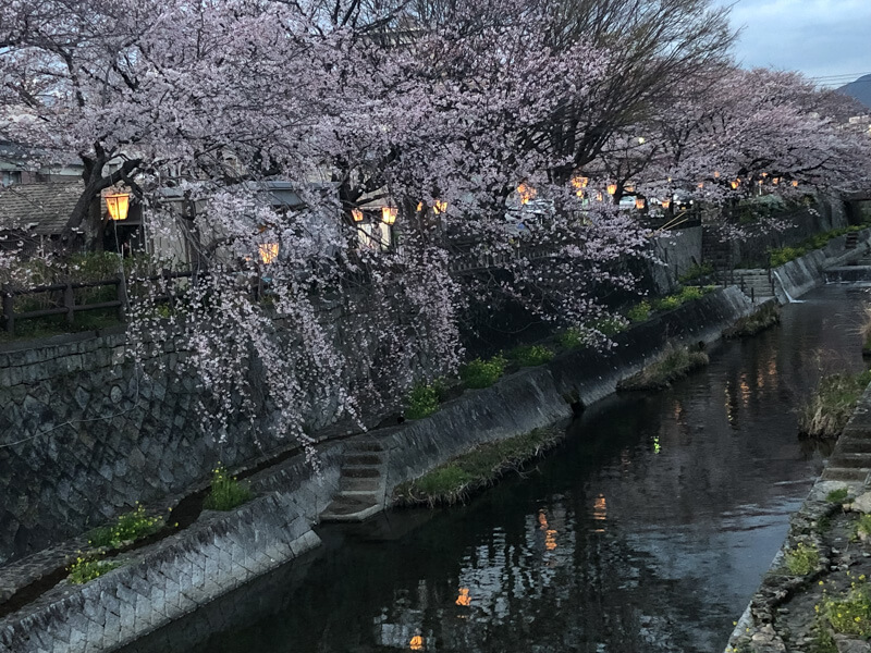 周南市の桜 | 東川のライトアップ