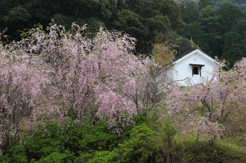 山口市の桜 | 岩屋山地蔵院の枝垂桜